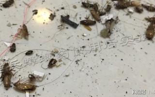 恶搞朋友 蟑螂视频，恶搞朋友 蟑螂视频大全