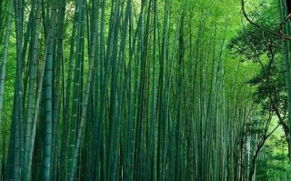 清明竹林游玩攻略，清明竹林游玩攻略大全