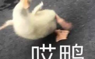 简短沙雕自拍文案，简短沙雕自拍文案短句