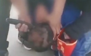 粪便恶搞视频，大便恶搞的视频