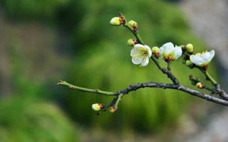 早春穿搭汉服女士，早春穿搭汉服女士图片