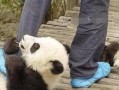 外国恶搞熊猫视频，外国恶搞熊猫视频大全
