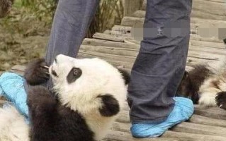 外国恶搞熊猫视频，外国恶搞熊猫视频大全